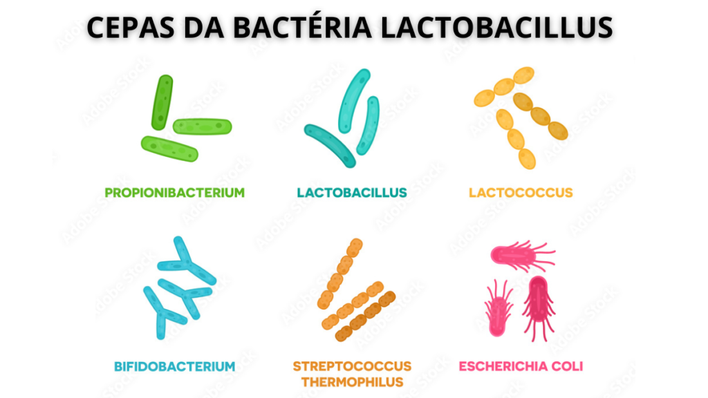 Lactobacillus paracasei and reuteri probiotic strains for oral health